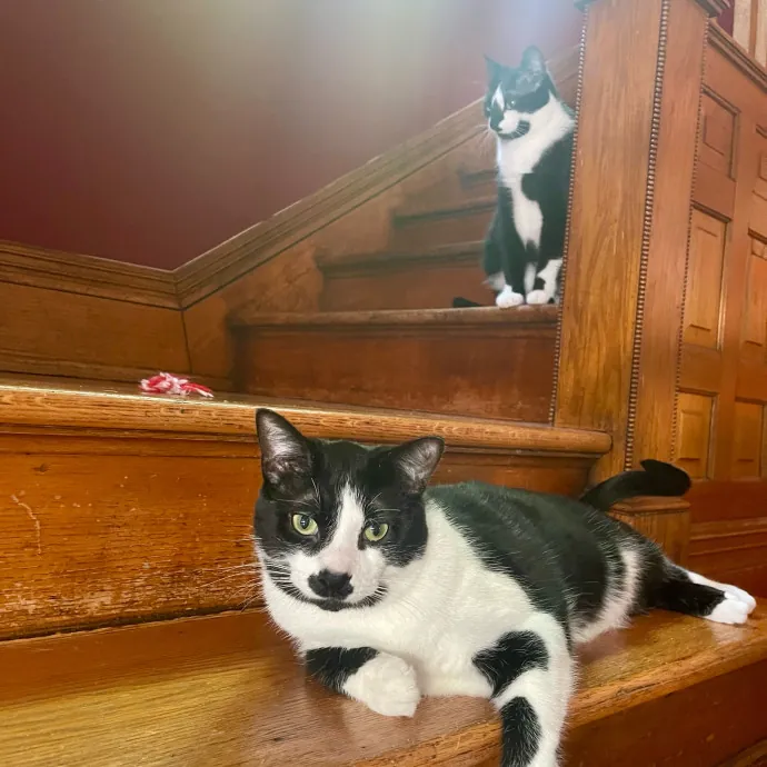 Vet Professional And Cat-Sitter