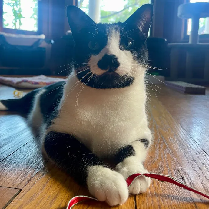 Vet Professional And Cat-Sitter