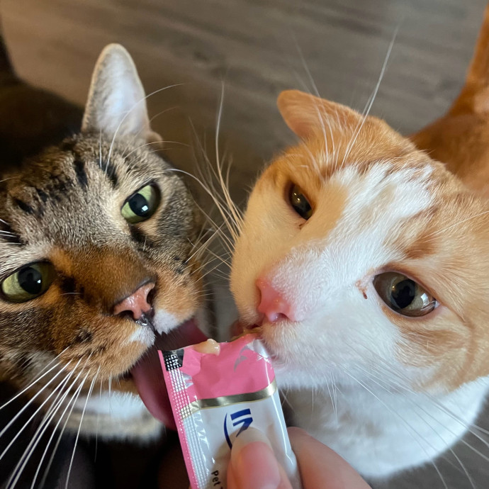 Vet Professional And Cat-Sitter