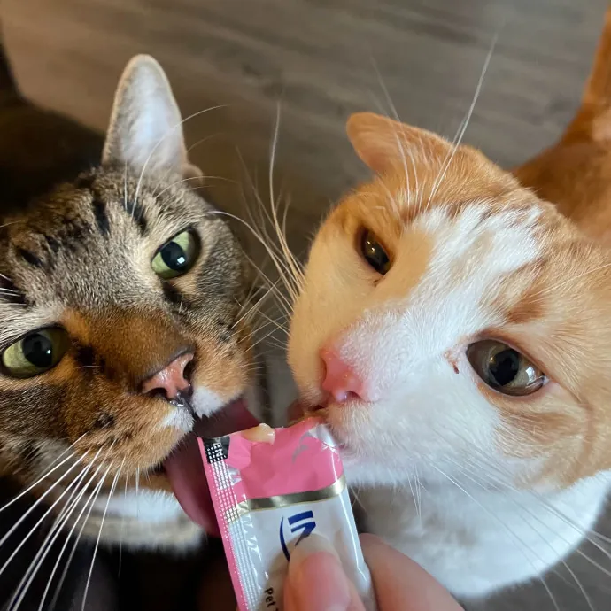 Vet Professional And Cat-Sitter