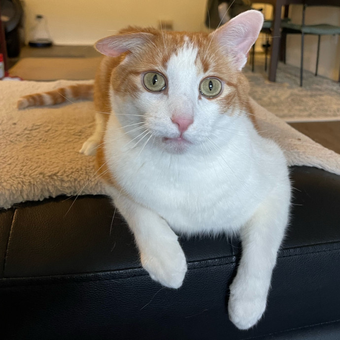 Vet Professional And Cat-Sitter