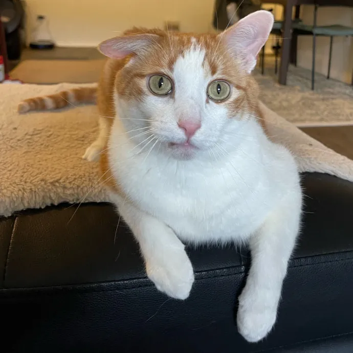 Vet Professional And Cat-Sitter