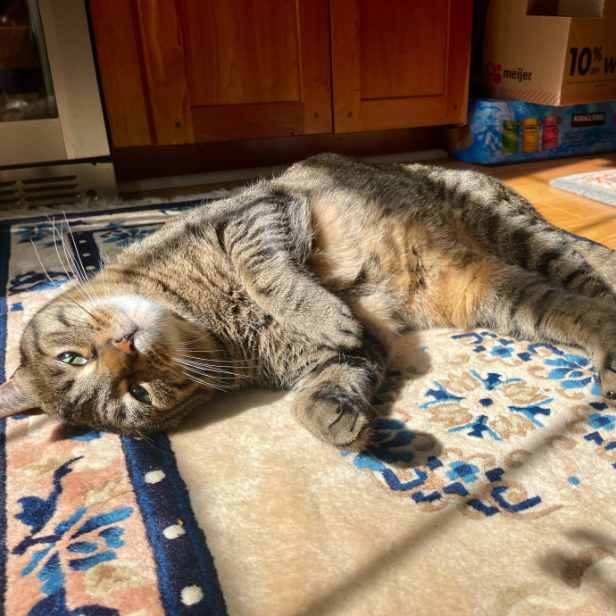 Vet Professional And Cat-Sitter