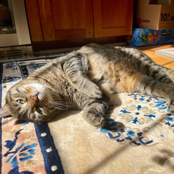 Vet Professional And Cat-Sitter