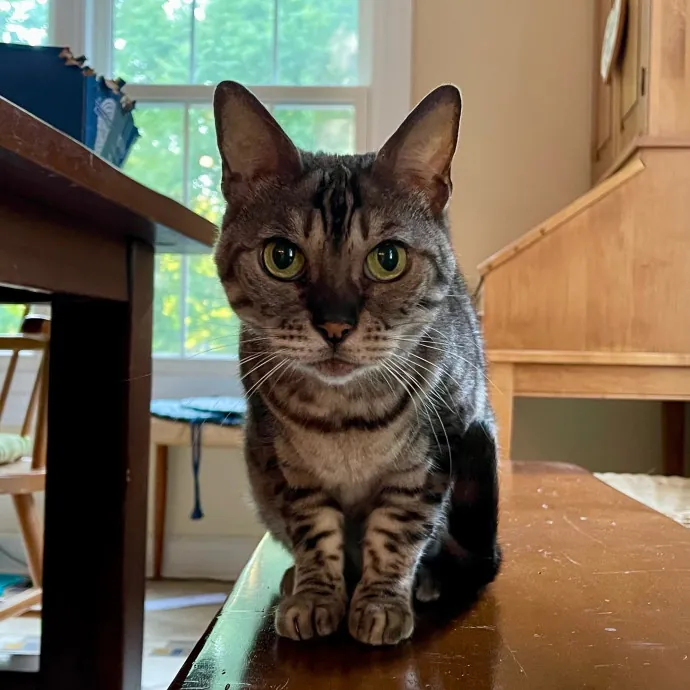 Vet Professional And Cat-Sitter