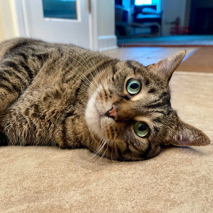 Vet Professional And Cat-Sitter