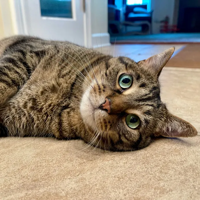 Vet Professional And Cat-Sitter