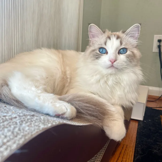 Vet Professional And Cat-Sitter