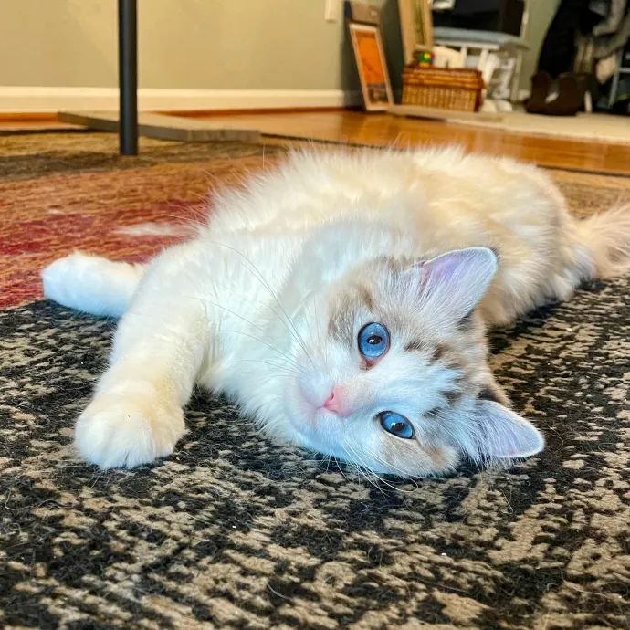 Vet Professional And Cat-Sitter