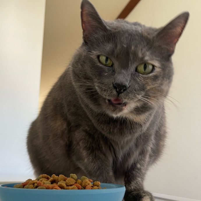 Vet Professional And Cat-Sitter