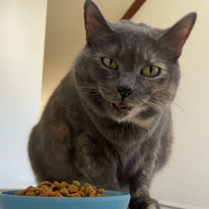 Vet Professional And Cat-Sitter