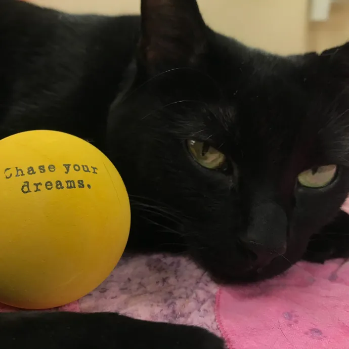 Vet Professional And Cat-Sitter