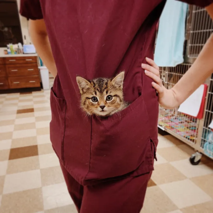 Vet Professional And Cat-Sitter