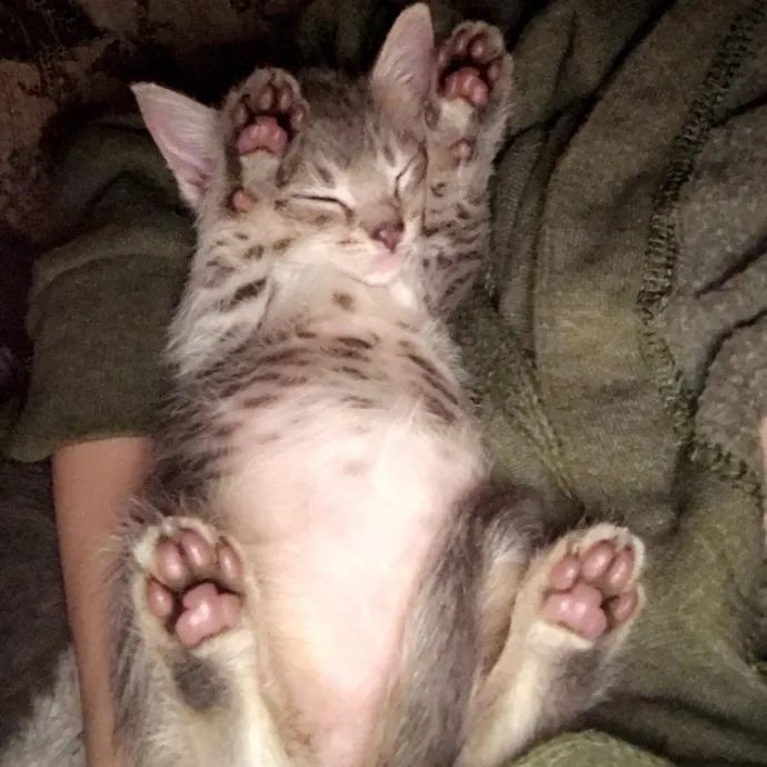 Vet Professional And Cat-Sitter