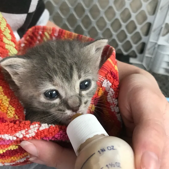 Vet Professional And Cat-Sitter