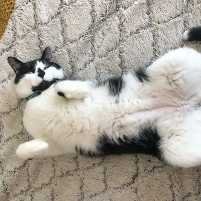 Vet Professional And Cat-Sitter