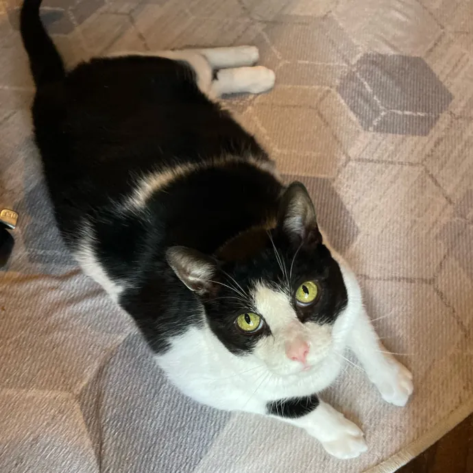 Vet Professional And Cat-Sitter