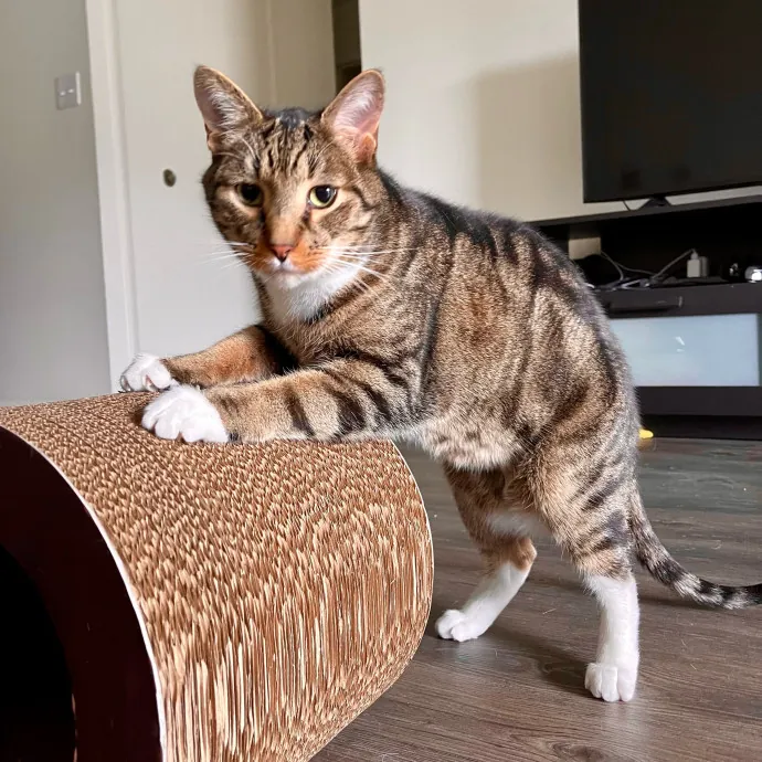 Vet Professional And Cat-Sitter