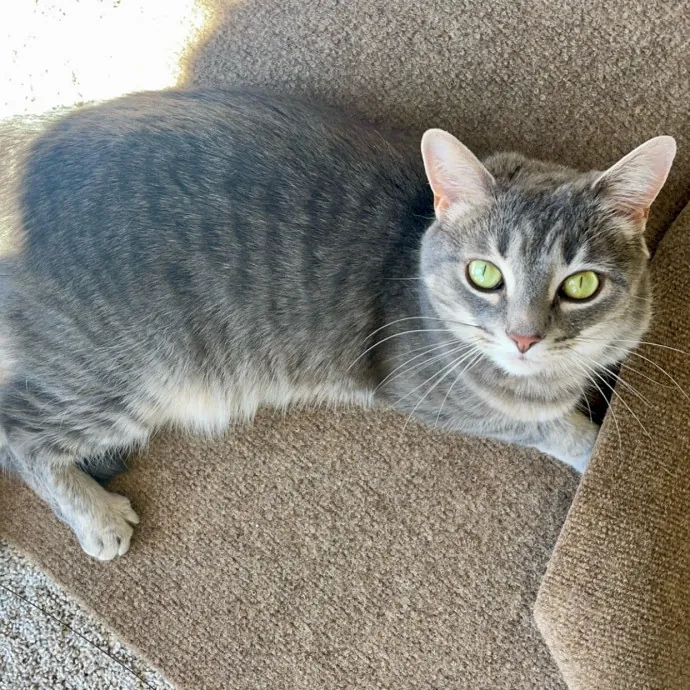 Vet Professional And Cat-Sitter