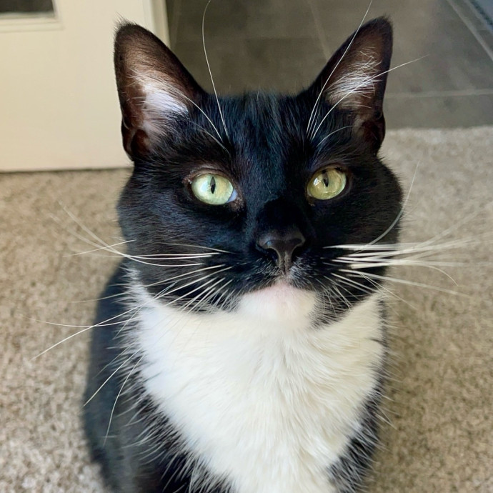 Vet Professional And Cat-Sitter