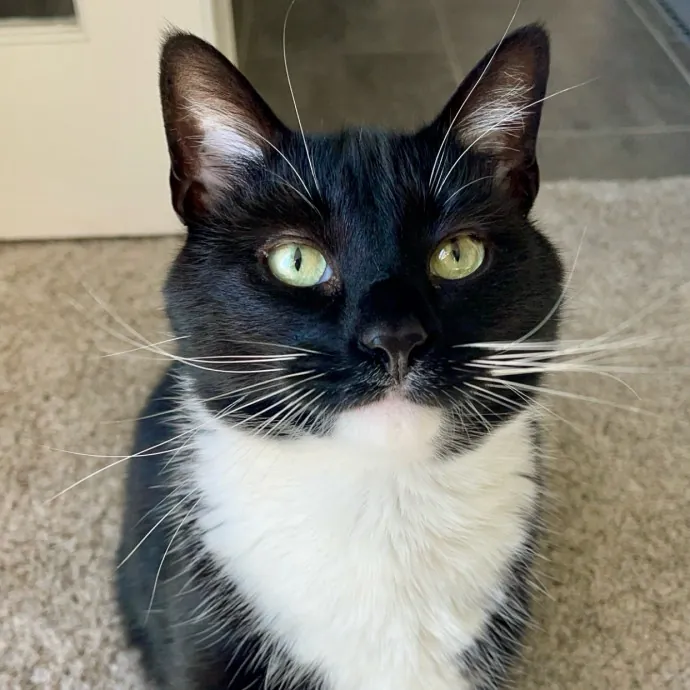 Vet Professional And Cat-Sitter