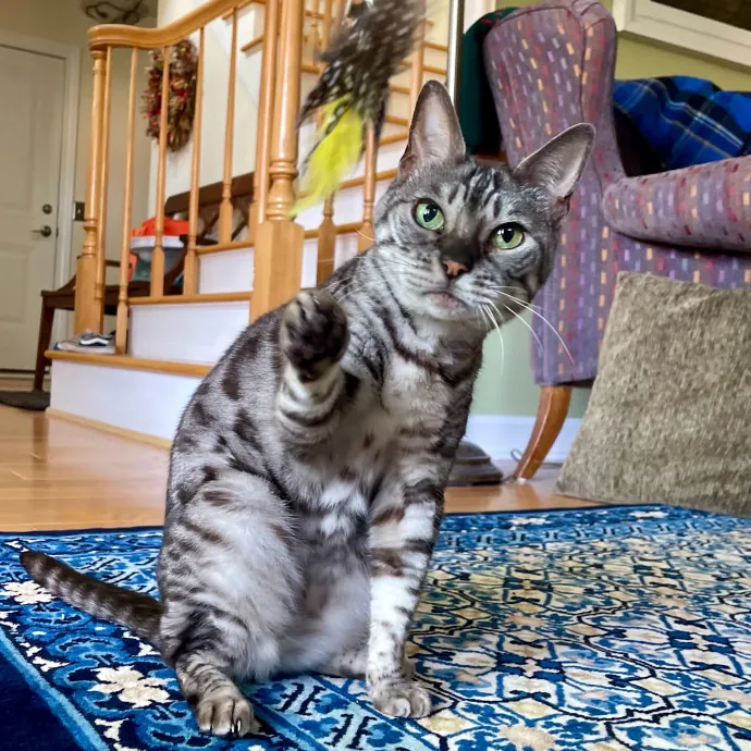 Vet Professional And Cat-Sitter