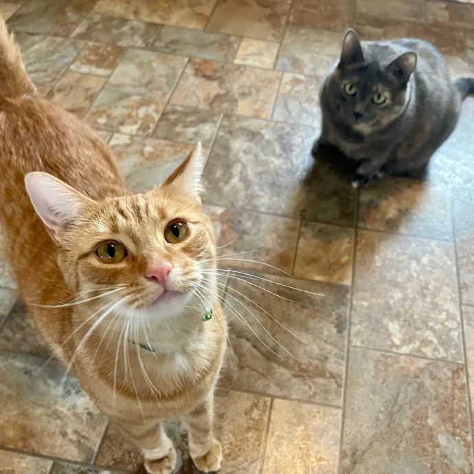 Vet Professional And Cat-Sitter