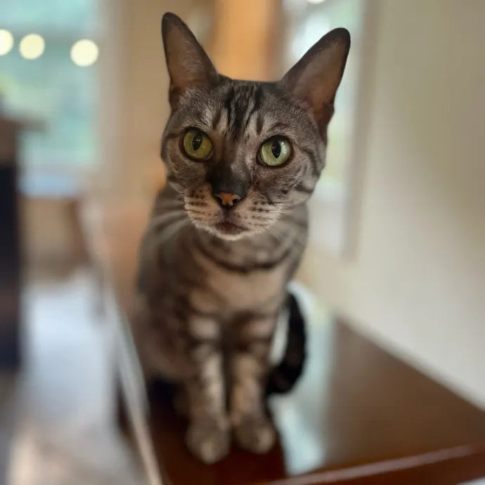 Vet Professional And Cat-Sitter
