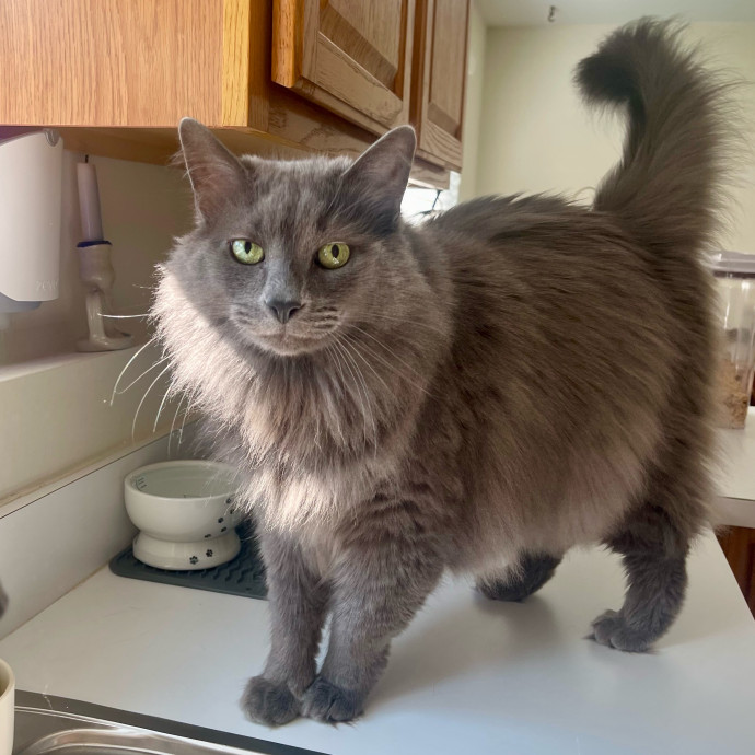 Vet Professional And Cat-Sitter