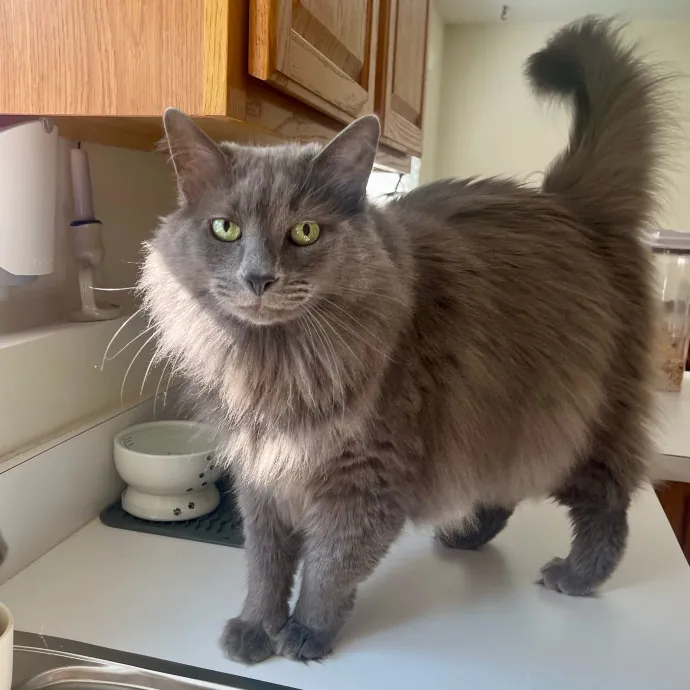 Vet Professional And Cat-Sitter