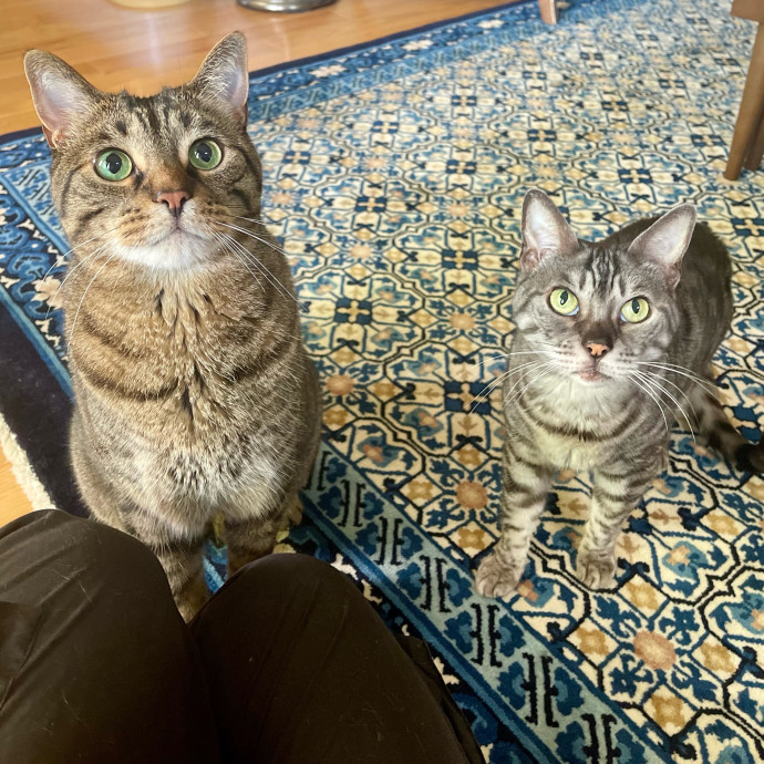 Vet Professional And Cat-Sitter
