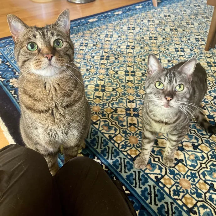 Vet Professional And Cat-Sitter