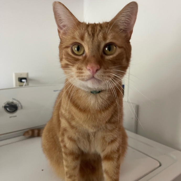 Vet Professional And Cat-Sitter