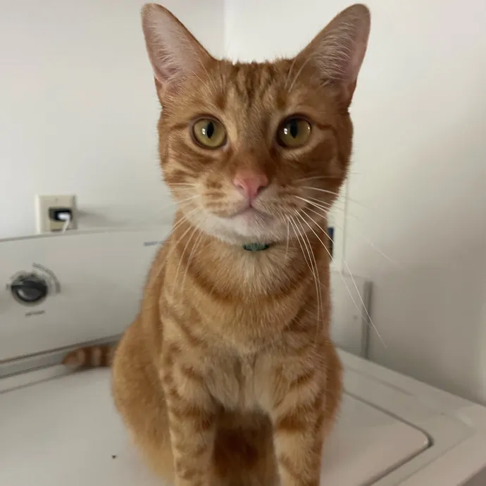 Vet Professional And Cat-Sitter