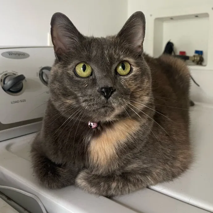 Vet Professional And Cat-Sitter
