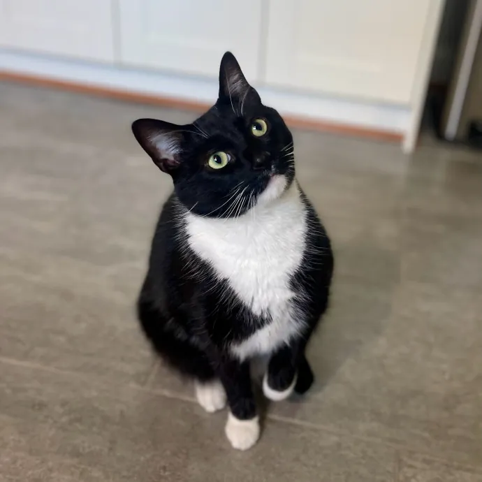 Vet Professional And Cat-Sitter