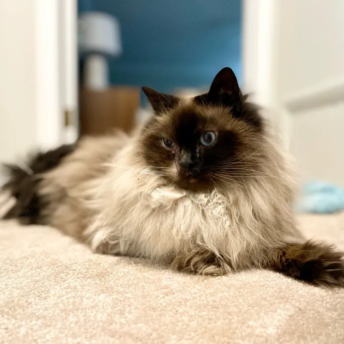 Vet Professional And Cat-Sitter