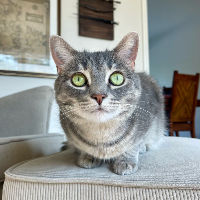 Vet Professional And Cat-Sitter