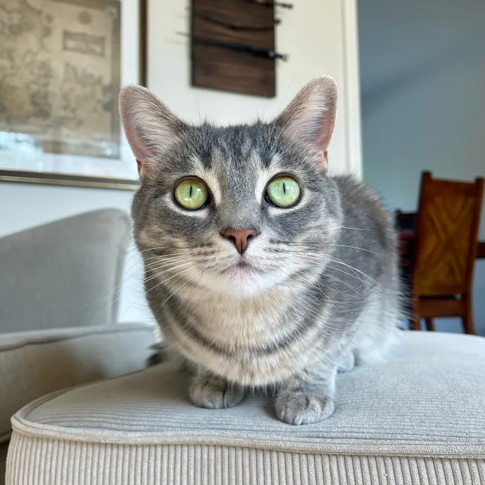 Vet Professional And Cat-Sitter