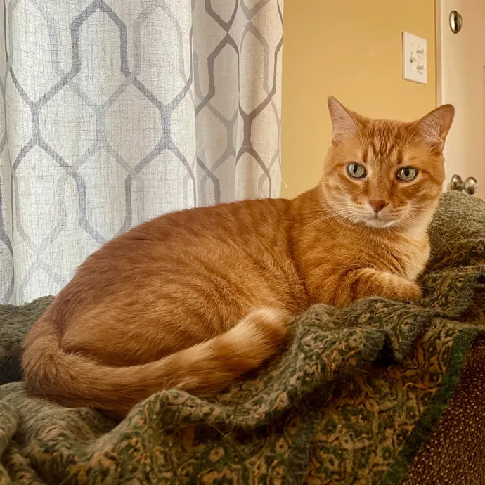 Vet Professional And Cat-Sitter