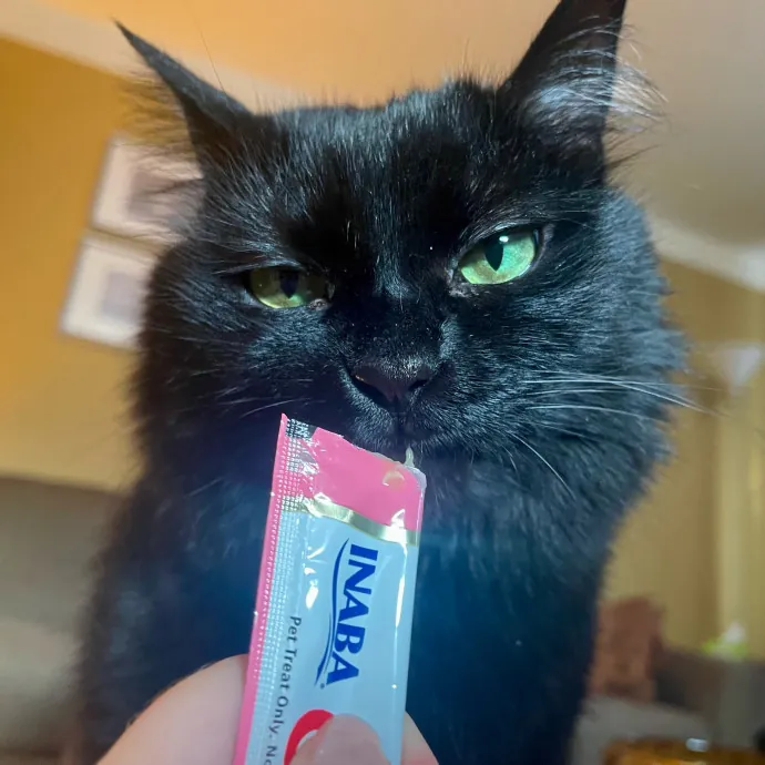 Vet Professional And Cat-Sitter