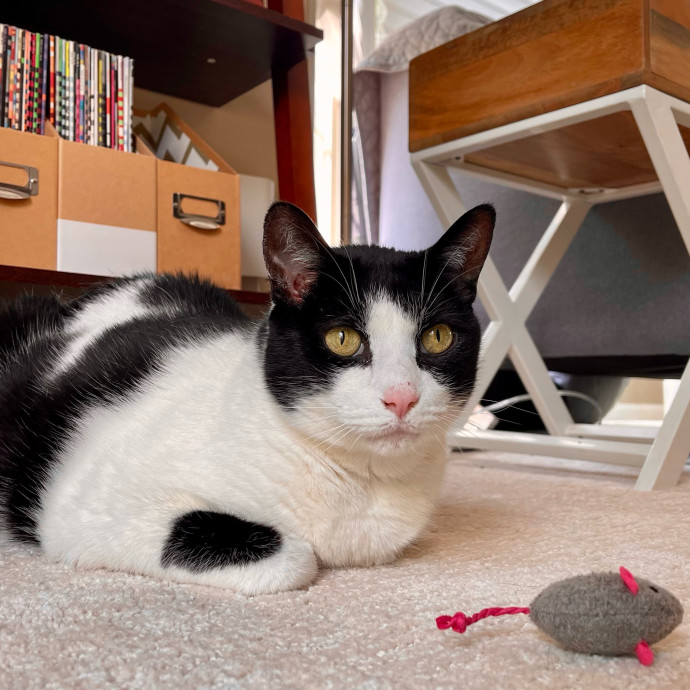 Vet Professional And Cat-Sitter