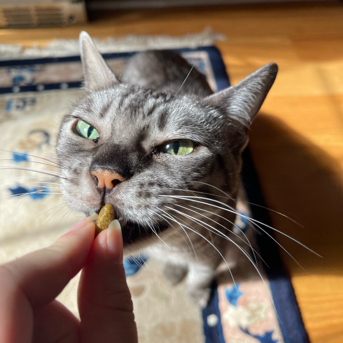 Vet Professional And Cat-Sitter
