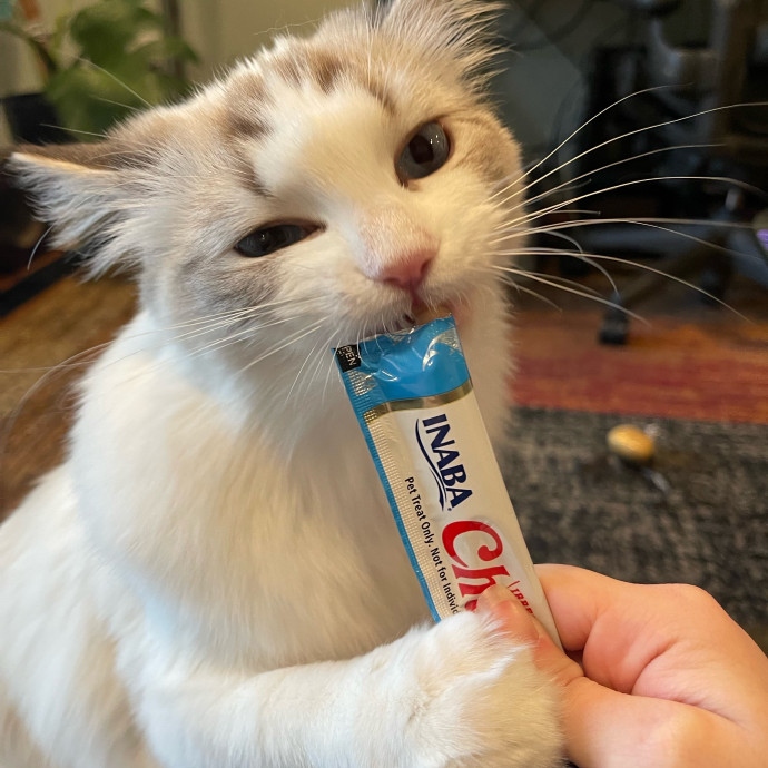 Vet Professional And Cat-Sitter