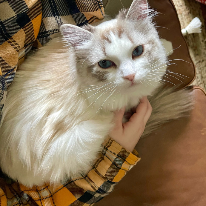 Vet Professional And Cat-Sitter photo 3