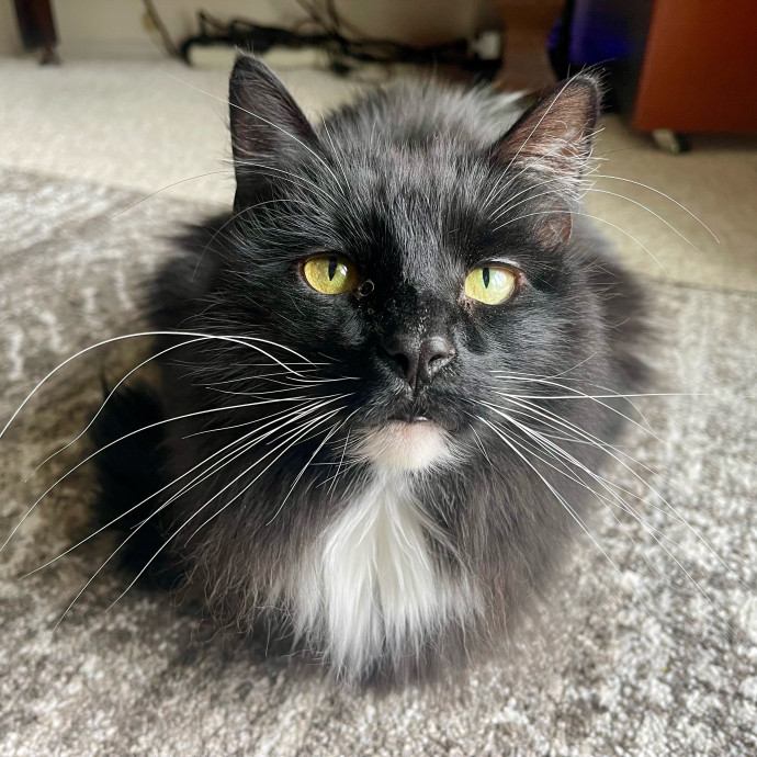 Vet Professional And Cat-Sitter photo 2