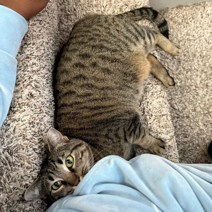 Paws And Relax Tailored Kitty Care