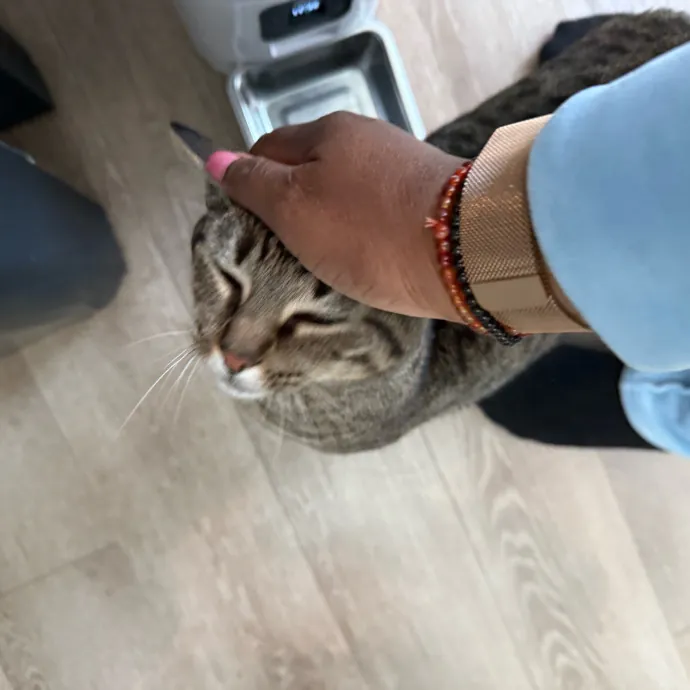 Paws And Relax Tailored Kitty Care