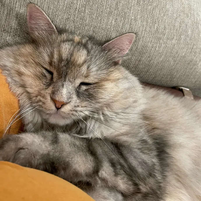 Paws And Relax Tailored Kitty Care