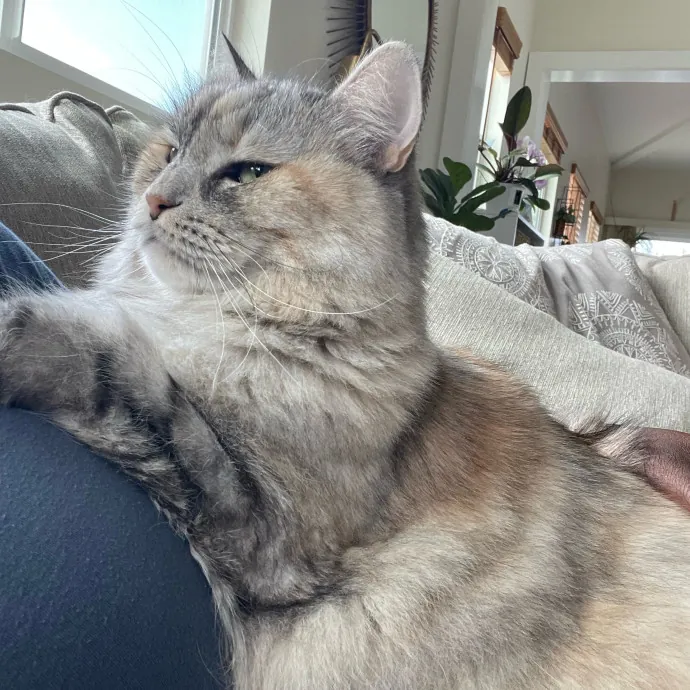 Paws And Relax Tailored Kitty Care